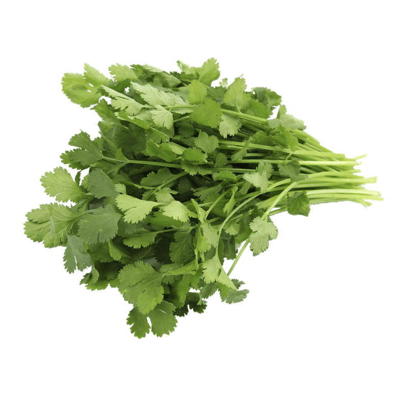 Cilantro (1pack)